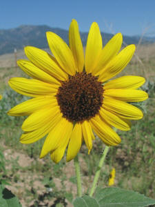 Helianthus & Helianthella spp.